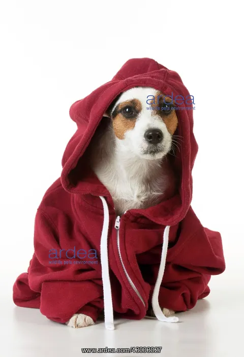  : Dog - Jack Russell in a Hoodie
