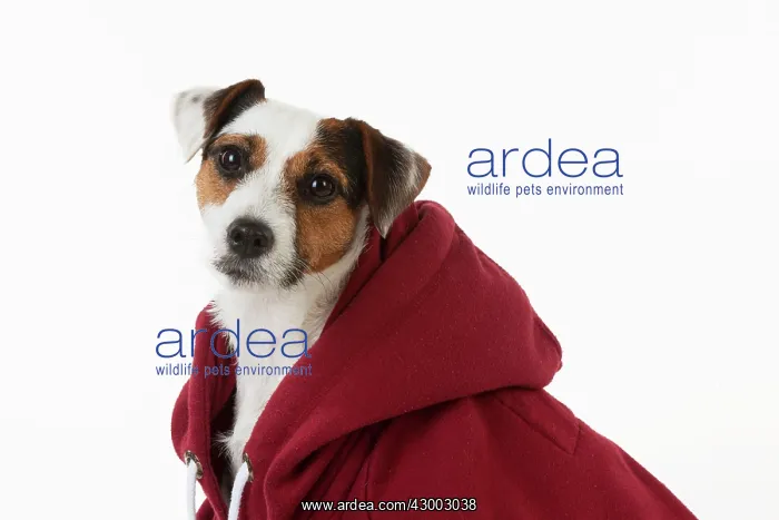  : Dog - Jack Russell in a Hoodie