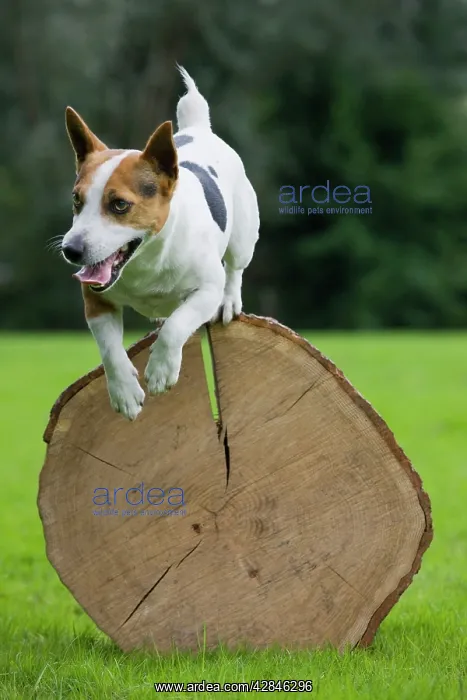  : Dog - Jack Russell jumping over cut tree trunk