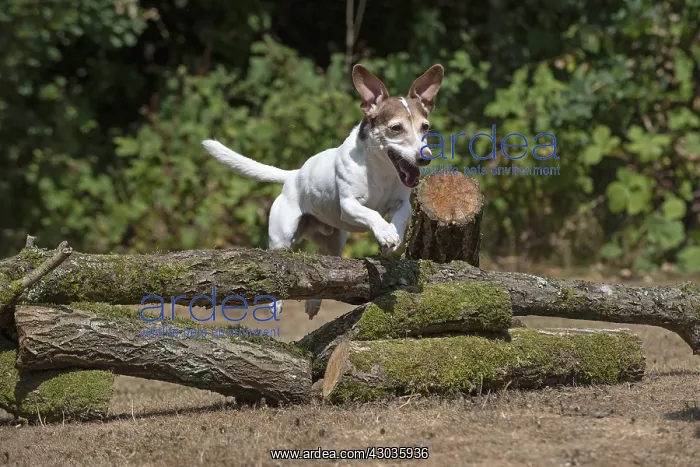  : DOG. Jack Russell jumping over logs