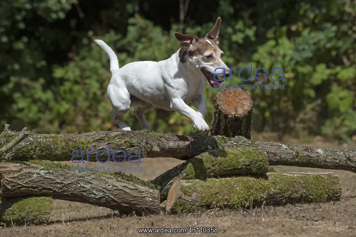  : DOG. Jack Russell jumping over logs