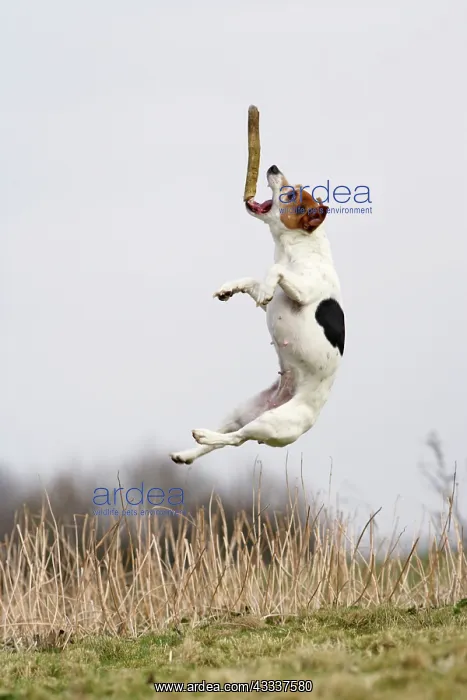 : Dog - Jack Russell - jumping for stick : Dog - Jack Russell - jumping for stick