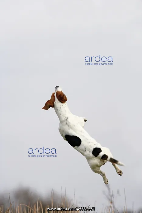 : Dog - Jack Russell - jumping for stick : Dog - Jack Russell - jumping for stick