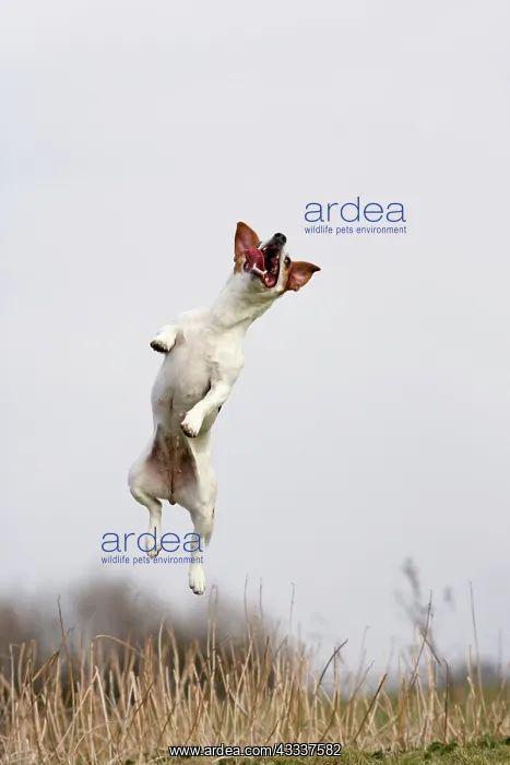 : Dog - Jack Russell - jumping for stick : Dog - Jack Russell - jumping for stick