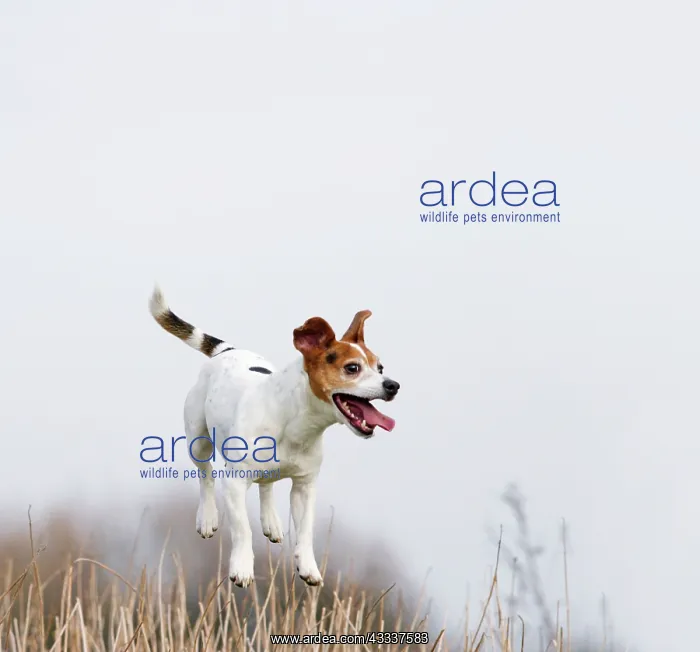: Dog - Jack Russell - jumping for stick : Dog - Jack Russell - jumping for stick