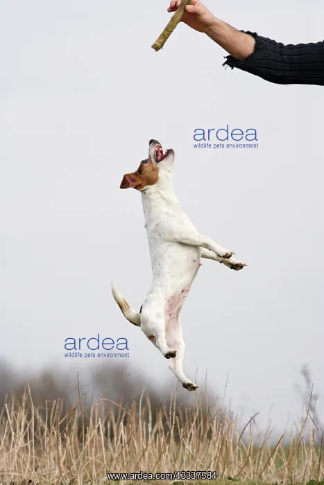 : Dog - Jack Russell - jumping for stick : Dog - Jack Russell - jumping for stick
