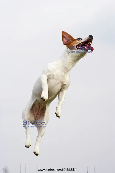 : Dog - Jack Russell - jumping for stick : Dog - Jack Russell - jumping for stick