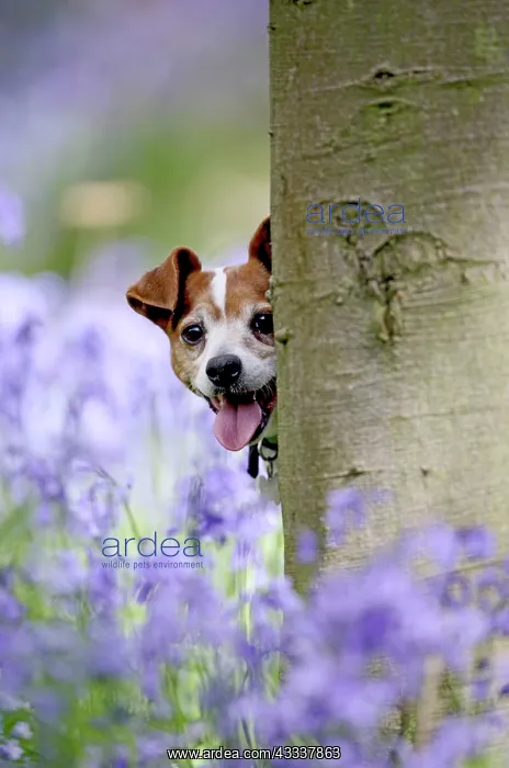 : Dog - Jack Russell - looking around tree in bluebell wood : Dog - Jack Russell - looking around tree in bluebell wood