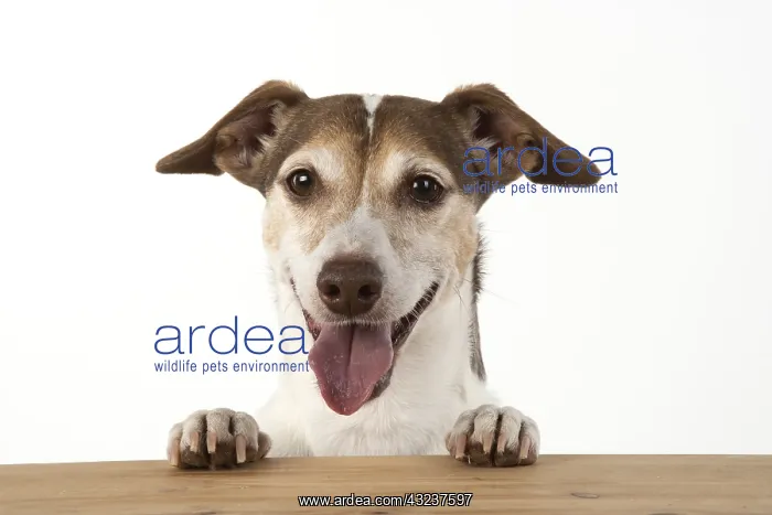  : DOG. Jack Russell looking over wood