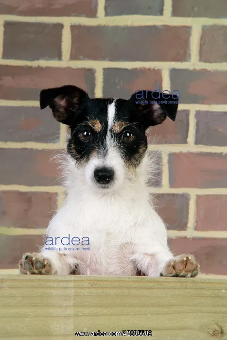  : Dog. Jack Russell looking over wooden barrier