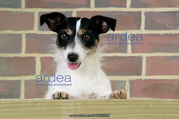  : Dog. Jack Russell looking over wooden barrier