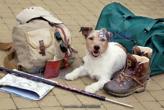 : Dog - Jack Russell lying down next to walkers travel : Dog - Jack Russell lying down next to walkers travel