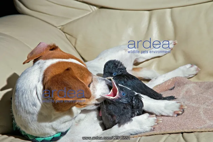  : Dog - Jack Russell mothers baby Jackdaws