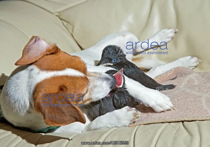  : Dog - Jack Russell mothers baby Jackdaws