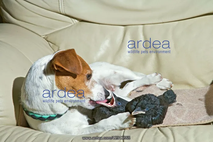  : Dog - Jack Russell mothers baby Jackdaws