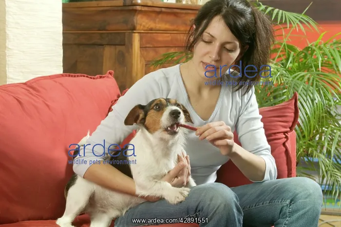  : Dog - Jack Russell - owner feeding dog a chew