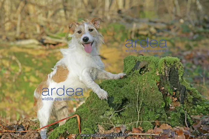  : Dog - Jack Russell with paws on tree stump in autumn