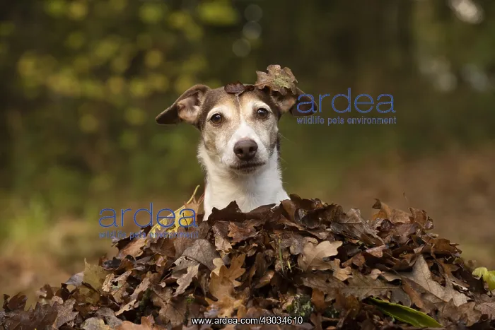  : DOG, Jack Russell in a pile of autumn leaves