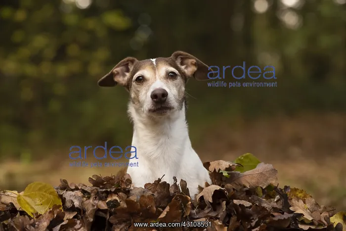  : DOG, Jack Russell in a pile of autumn leaves