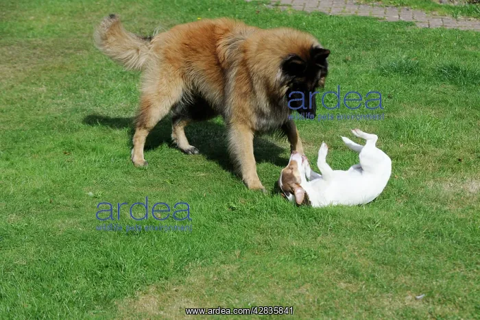 : DOG. Jack russell playing with larger dog being submissive : DOG. Jack russell playing with larger dog being submissive