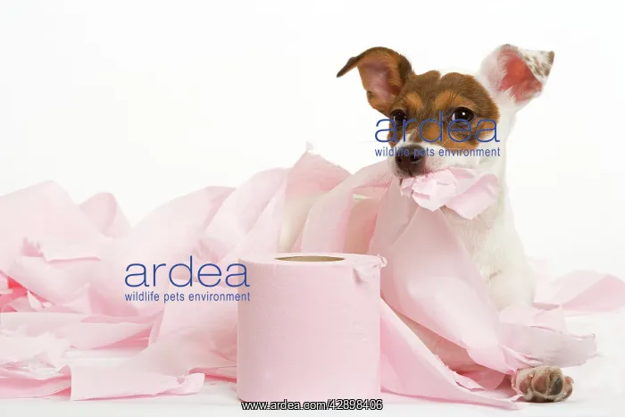 : Dog - Jack Russell - playing with toilet tissue : Dog - Jack Russell - playing with toilet tissue