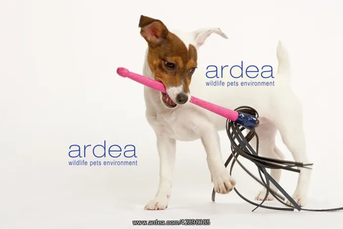  : Dog - Jack Russell - playing with toy