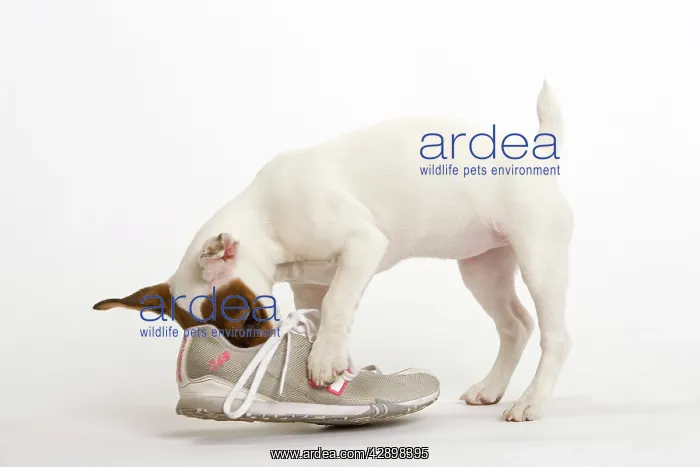  : Dog - Jack Russell - playing with trainer