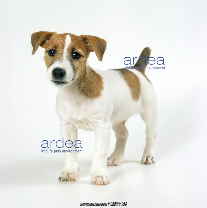  : DOG - Jack Russell puppy