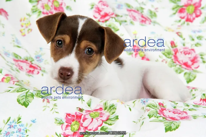 : Dog. Jack Russell puppy (8 weeks old) : Dog. Jack Russell puppy (8 weeks old)