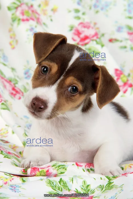  : Dog. Jack Russell puppy (8 weeks old)