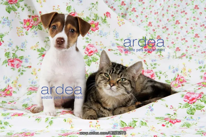 : Dog. Jack Russell puppy (8 weeks old) and cat : Dog. Jack Russell puppy (8 weeks old) and cat