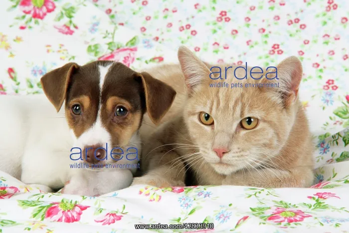 : Dog. Jack Russell puppy (8 weeks old) and cat : Dog. Jack Russell puppy (8 weeks old) and cat