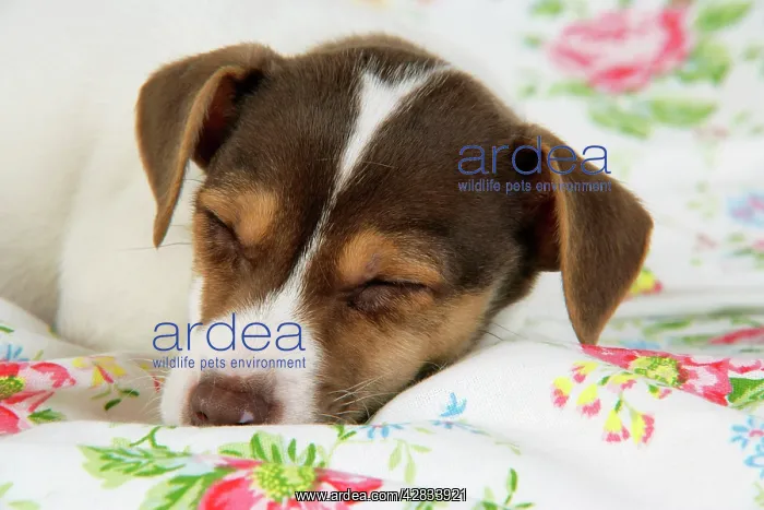  : Dog. Jack Russell puppy (8 weeks old) sleeping