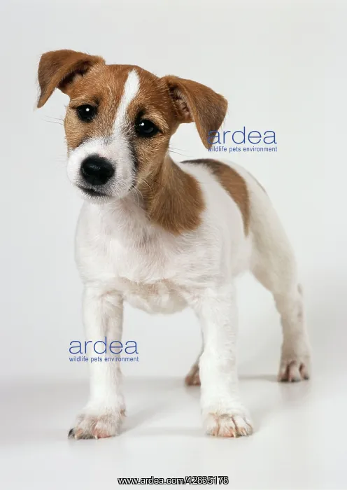  : DOG - Jack Russell puppy with ears raised