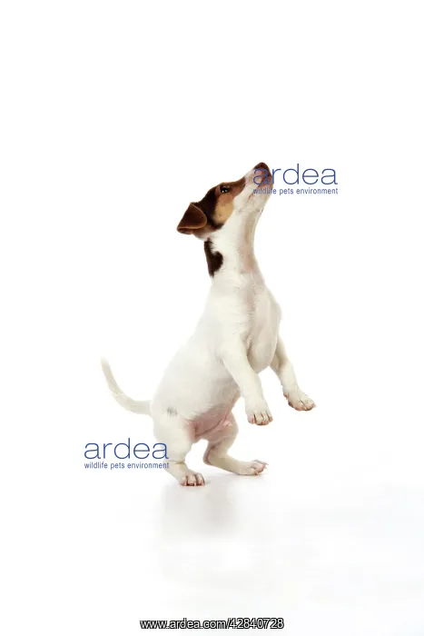: Dog - Jack Russell puppy jumping : Dog - Jack Russell puppy jumping