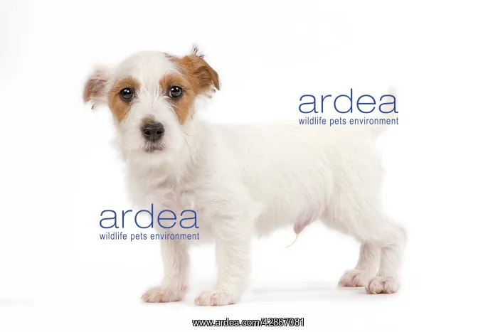  : Dog - Jack Russell puppy in studio
