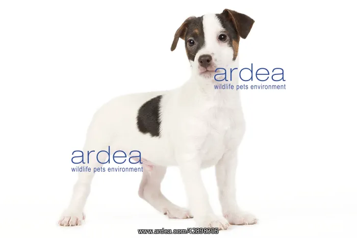  : Dog - Jack Russell puppy in studio