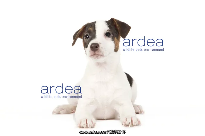  : Dog - Jack Russell puppy in studio
