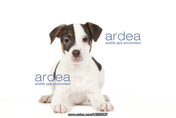  : Dog - Jack Russell puppy in studio