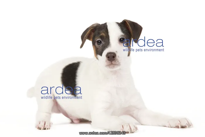  : Dog - Jack Russell puppy in studio