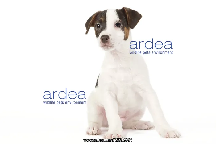  : Dog - Jack Russell puppy in studio