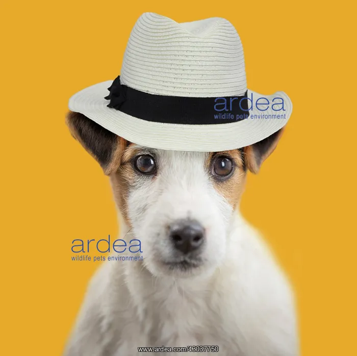 : Dog - Jack Russell puppy wearing Panama Hat Digital : Dog - Jack Russell puppy wearing Panama Hat Digital
