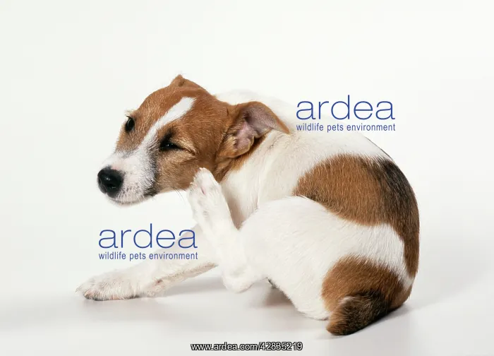 : DOG - Jack Russell, scratching itself : DOG - Jack Russell, scratching itself