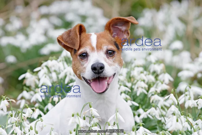 : Dog - Jack Russell - sitting in snowdrops : Dog - Jack Russell - sitting in snowdrops