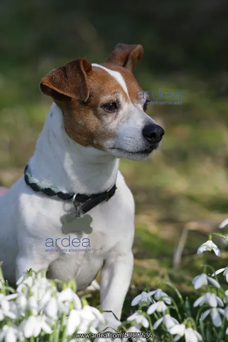  : Dog - Jack russell in snowdrops