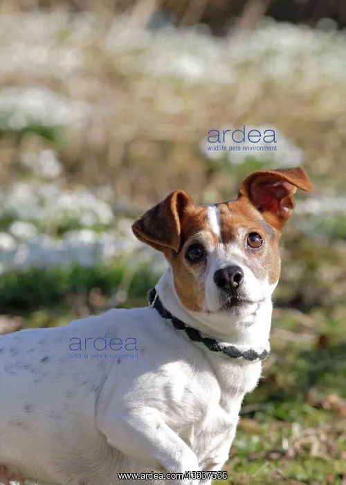  : Dog - Jack russell in snowdrops
