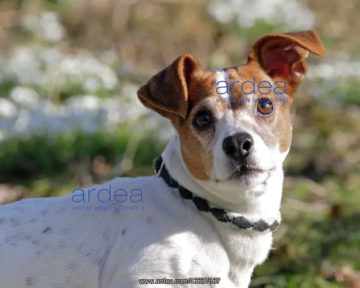  : Dog - Jack russell in snowdrops