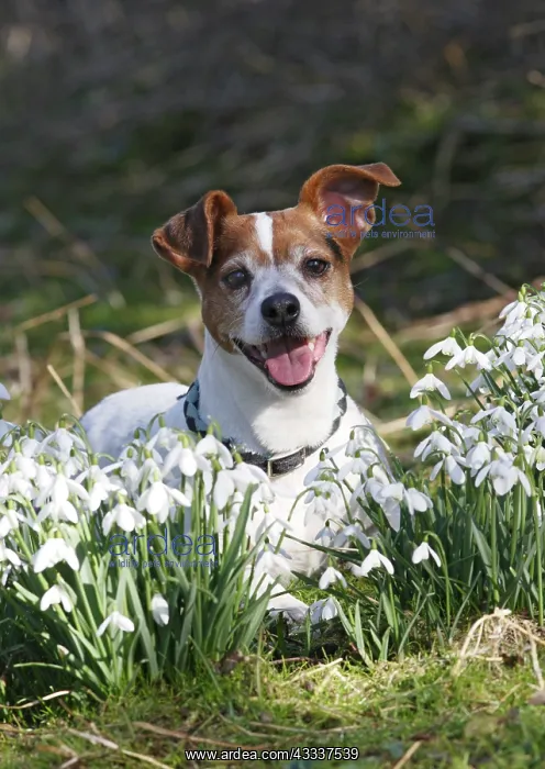  : Dog - Jack russell in snowdrops