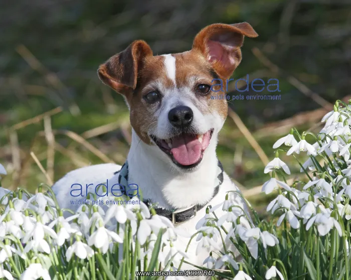  : Dog - Jack russell in snowdrops