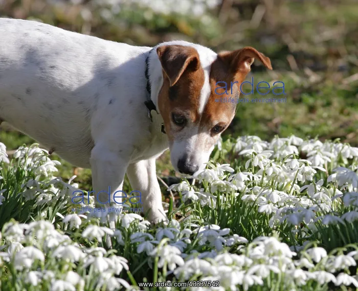  : Dog - Jack russell in snowdrops